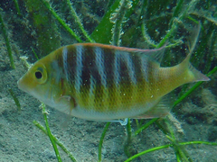 Lethrinus mahsena