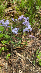 Phlox divaricata divaricata