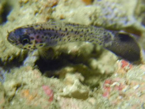 Pseudamia gelatinosa