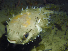 Cyclichthys orbicularis