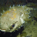 Shortspine Porcupinefish - Photo (c) Ewout Knoester, some rights reserved (CC BY-NC), uploaded by Ewout Knoester