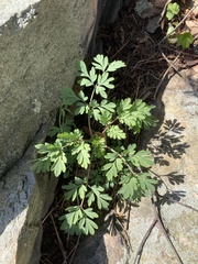 Capnoides sempervirens