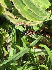 Eriopis connexa