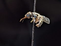 Perdita albipennis