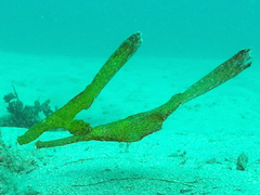 Solenostomus cyanopterus