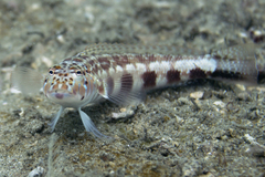 Parapercis maculata