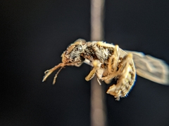 Perdita albipennis