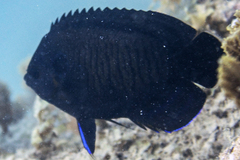 Centropyge multispinis