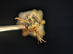 Perdita albipennis