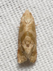 Platphalonidia magdalenae