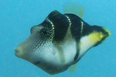 Paraluteres prionurus