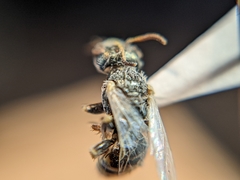 Perdita albipennis