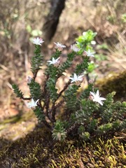 Sedum moranense