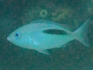 Thumbprint Monocle Bream