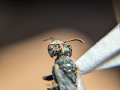 Perdita albipennis