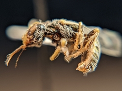 Perdita albipennis