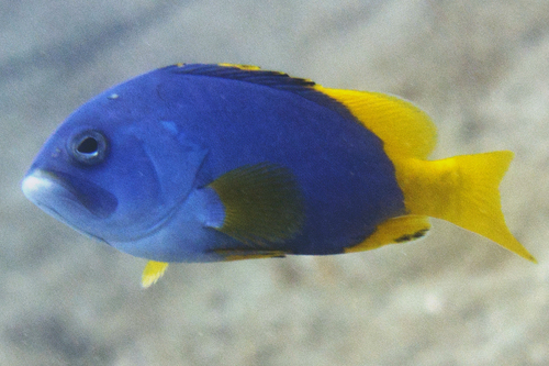 Epinephelus flavocaeruleus