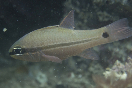 Pristiapogon fraenatus