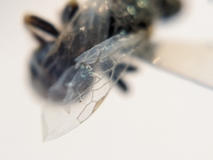 Perdita albipennis