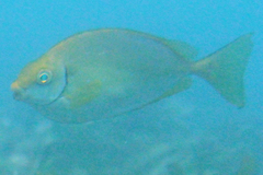 Siganus sutor
