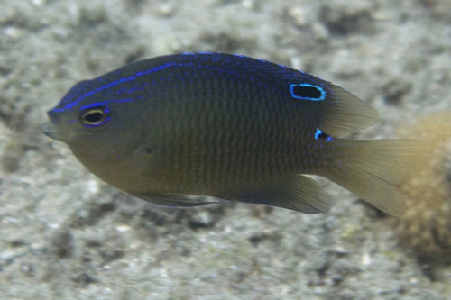 Pomacentrus aquilus