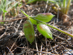 Astragalus edulis