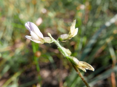 Astragalus edulis