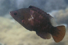 Cheilinus oxycephalus