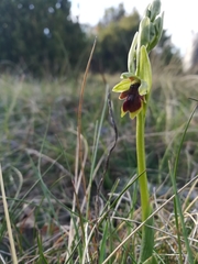Ophrys insectifera aymoninii
