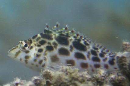 Coral hawkfish