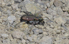 Cicindela depressula