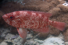 Heteropriacanthus carolinus