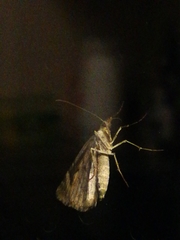 Chloroclysta siterata