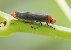 Aulacizes quadripunctata