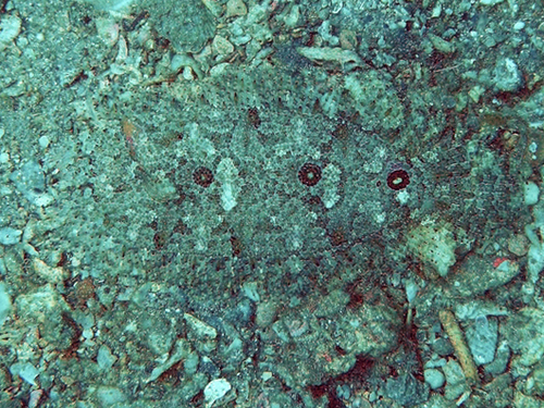 Samariscus triocellatus