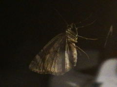 Chloroclysta siterata