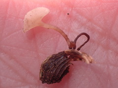 Moellerodiscus capillipes