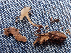 Moellerodiscus capillipes