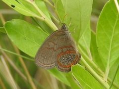 Neonympha areolatus
