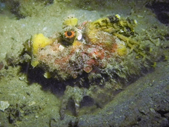 Inimicus filamentosus