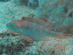 Oxycheilinus bimaculatus