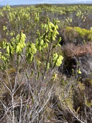 Erica filipendula