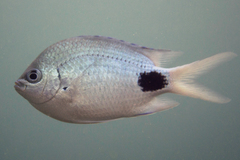 Abudefduf sparoides