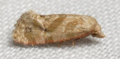 Platphalonidia magdalenae