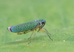 Versigonalia vermiculata