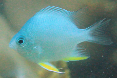 Amblyglyphidodon indicus