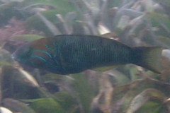 Thalassoma hebraicum