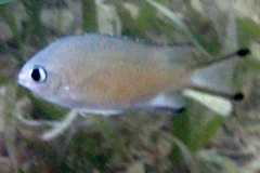 Azurina lepidolepis