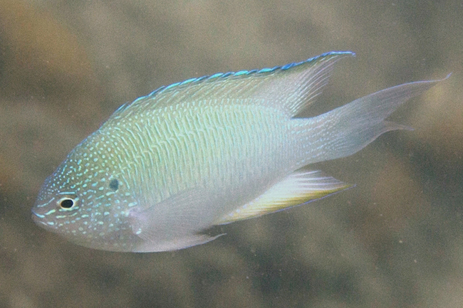 Sapphire Damsel