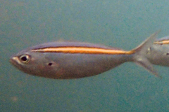 Caesio xanthalytos